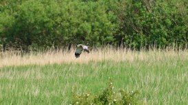 2022-06-03 dordrecht 145